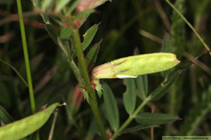 Liten sommarvicker, Vicia sativa subsp. nigra